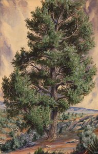 Pine Tree, n.d. od Sandow