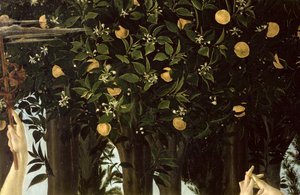 Primavera, detail pomerančovníku, cca 1478 tempera na panelu od Sandro Botticelli