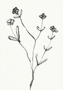 Minimalistická botanická kresba od Santhosh ch
