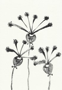 Minimalistická botanická kresba od Santhosh ch