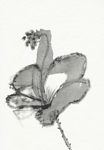 Monochromní květinová studie od Santhosh ch
