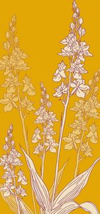 Spider Orchid, 2017 od Sarah Hough