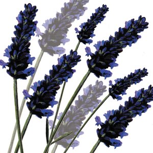 Sweet Lavender, 2004 (digitální) od Sarah Hough