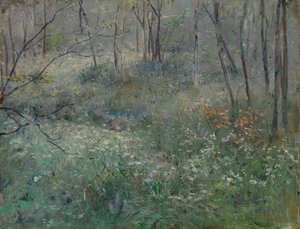 Divoká petržel, 1900.