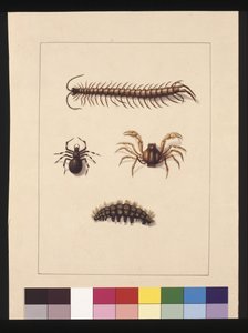 Strana 11. Hmyz Nového Jižního Walesu. Nyní známý jako obyčejná stonožka, Spider rod Isopeda, Soldier Crab, Caterpillar, c.1789-90 (akvarel)