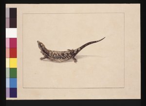 Strana 12. Věda nebo ještěrka vytvořená z kůže. Nyní známý jako ještěrka s modrým jazykem, kolem 1789-90 (akvarel)