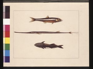 Strana 13. Catherine, Tabák, Pipe Fish, Remora Fish. Nyní známé jako sardele, flétnatá a sající ryba, c.1789-90 (akvarel)