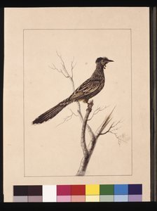Strana 17. Pojídač včel. Nyní známý jako Red Wattle, pták, cca 1789-90 (akvarel) od Sarah Stone