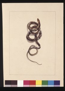 Strana 20. Had č.1. Nyní známý jako hnědý had, c.1789-90 (akvarel)