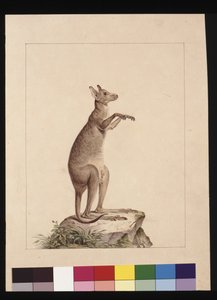 Strana 22. Klokan. Nyní známý jako klokan. Možná Charles Catton Junr, kolem 1789-90 (akvarel)