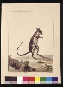 Strana 27. Poto Roo nebo klokan krysa. Nyní známý jako Rufous Rat, klokan, cca 1789-90 (akvarel)