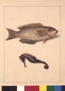 Strana 2. Cyprinaceous Labrus a hippocampus. Nyní známý jako pyskoun nebo papoušek, ryba a mořský koník, kolem 1789-90 (akvarel)
