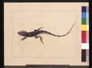 Strana 31. Ještěrka Muricated. Nyní známý jako stromový drak, kolem 1789-90 (akvarel)