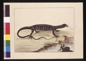 Strana 6. Ještěrka pestrá. Nyní známý jako Goanna, cca 1789-90 (akvarel)
