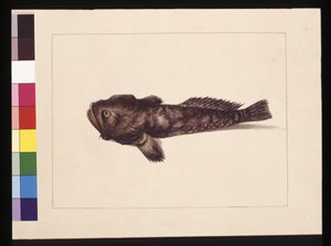 Strana 8. Pochybný Lophius. Nyní známý jako Frog Fish, c.1789-90 (akvarel) od Sarah Stone