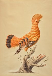 Rupicola Rupicola od Sarah Stone