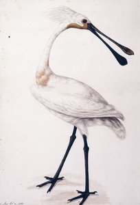 Spoonbill, 1777