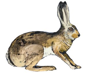 Hare, 2024 (monotisk)