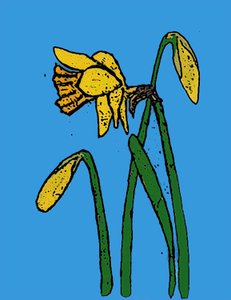Narcisy, 2015 (monotisk s inkousty) od Sarah Thompson Engels