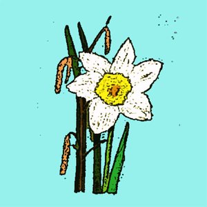 Narcisy, 2015 (monotisk) od Sarah Thompson Engels