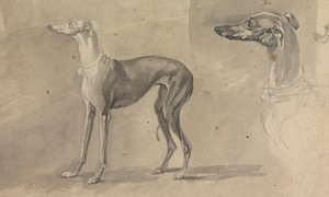 Greyhound od Sawrey Gilpin