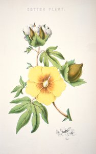 Bavlník (barva litho) od School American