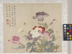 8listé album květin, polovina 17. století (tuš a barva na papíře) od School Chinese