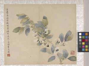 8listé album květin, polovina 17. století (tuš a barva na papíře) od School Chinese