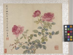 8listé album květin, polovina 17. století (tuš a barva na papíře) od School Chinese
