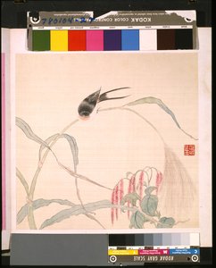 Album květin a ptáků od School Chinese