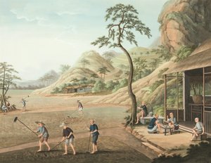 Výroba čaje, kolem roku 1820 (tělová a zlatá barva na hedvábí položená na papíře) od School Chinese