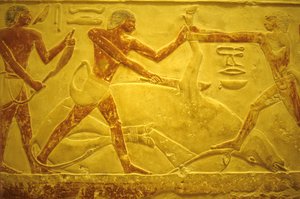 Starověký Egypt, Nástěnná řezba/malba, Mastaba/Tomb of Idout, Sakkára, 2323-2150 př. n. l., Býk zabitý pro obětování (foto) od School Egyptian