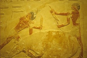Starověký Egypt, Nástěnná řezba/malba, Mastaba/Tomb of Idout, Sakkára, 2323-2150 př. n. l., Býk zabitý pro obětování (foto) od School Egyptian