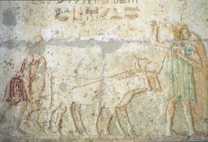 Starověký Egypt, Nástěnné řezby/malby, Petosirisova hrobka, Tuna el Gebel, 300 př. n. l., Orba a setí plodin (foto) od School Egyptian