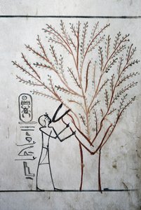 Luxor, Théby: Údolí králů. Hrobka Thutmose (Tuthmosis nebo Thutmes) III (-1504 - -1450), egyptského faraona. od School Egyptian