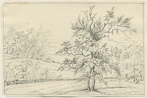 Cannock Chase: kresba perem a tužkou, nd [?19. století] (kresba) od School English