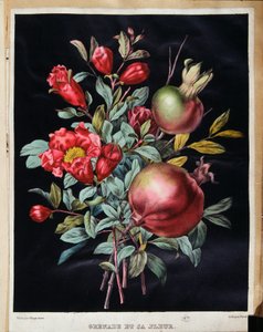 Granátové jablko a jeho květina - botanická deska od School French