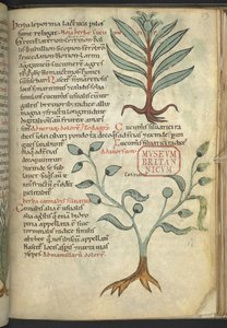 Harley 4986, f.39 Okurka; Konopí, z „Knihy bylinných léků“ (bylinkový) (inkoust a barva na plátně) od School German
