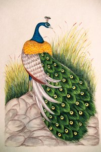 Miniaturní malba na hedvábí Peacock od School Indian