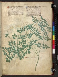 Egerton 747 Spargula and Self, Tractatus de herbis (bylinné) c.1280-1310 (inkoust a barva na pergamenu) od School Italian
