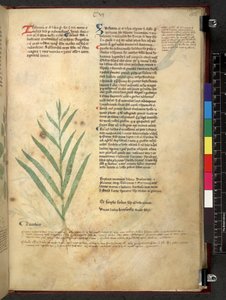 Egerton 747 Tractatus de herbis (bylinný) c.1280-1310 (inkoust a barva na pergamenu) od School Italian