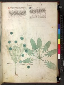 Egerton 747 Tractatus de herbis (bylinný) c.1280-1310 (inkoust a barva na pergamenu) od School Italian