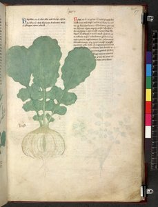 Egerton 747 Tractatus de herbis (bylinný) c.1280-1310 (inkoust a barva na pergamenu) od School Italian