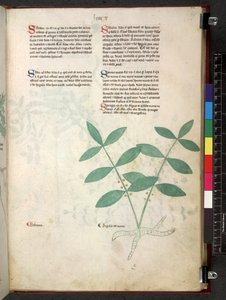 Egerton 747 Tractatus de herbis (bylinný) c.1280-1310 (inkoust a barva na pergamenu) od School Italian