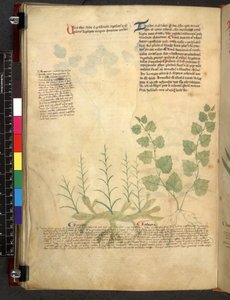 Egerton 747 Tractatus de herbis (bylinný) c.1280-1310 (inkoust a barva na pergamenu) od School Italian