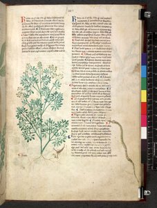 Egerton 747 Tractatus de herbis (bylinný) c.1280-1310 (inkoust a barva na pergamenu) od School Italian