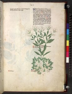 Egerton 747 Tractatus de herbis (bylinný) c.1280-1310 (inkoust a barva na pergamenu) od School Italian