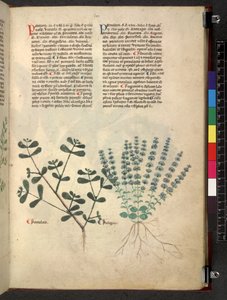 Egerton 747 Tractatus de herbis (bylinný) c.1280-1310 (inkoust a barva na pergamenu) od School Italian