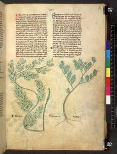 Egerton 747 Tractatus de herbis (bylinný) c.1280-1310 (inkoust a barva na pergamenu) od School Italian