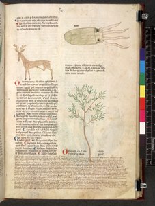 Egerton 747 Tractatus de herbis (bylinný) c.1280-1310 (inkoust a barva na pergamenu) od School Italian